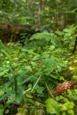 Islak yosun, yonca zemin örtüsü ve eğreltiotu arasında her daim yeşeren küçük bir tohum, sağında kahverengi bir çam kozalağı ile yükselir. Yumuşak noktalı ışık ve sığ alan derinliği yeni büyümeyi vurguluyor.