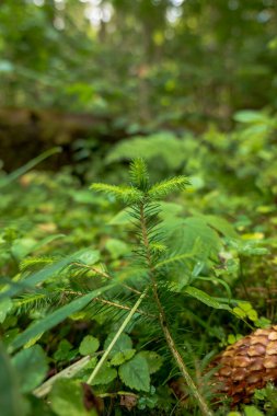Küçük yeşil bir fidan yosun ve alçak yaprakların arasından geçer, bir çam kozalağı sağda dinlenir, yumuşak noktalı ışık ve sığ alan derinliği yeni bir gelişmeyi izole eder..