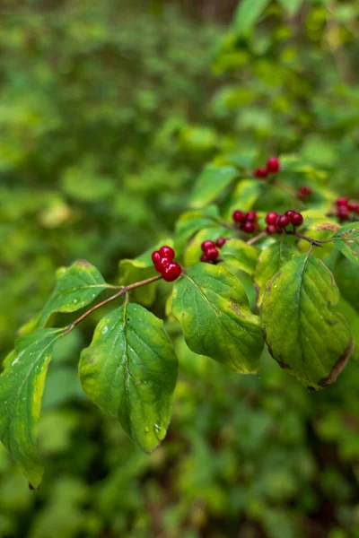 Parlak kırmızı böğürtlen kümeleri, yumuşak, bulanık bir ormandaki çiğ damlalarıyla yapraklı bir dala oturur. Doğal ışık ve sığ alan derinliği meyveye odaklanır..