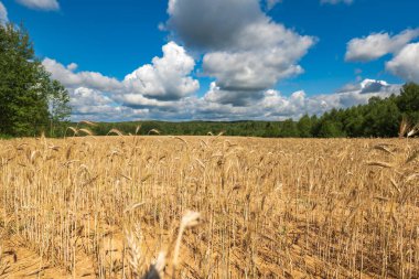 Uzun çavdar ya da buğday sık bir orman öncesi kumlu toprak üzerinde sallanırken kümülüs bulutları derin mavi bir gökyüzünde sürükleniyor ve kırsal tarım arazilerine yumuşak gölgeler bırakıyor..