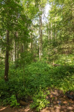 Tırabzanlar, kozalaklı ve huş ağaçlarının arasından esen ahşap bir tahta kaldırım. Açık bir dere, çamurlu kıyıları kayalar ve bitkilerle geçer. Bu da bahar sonu veya yaz sonu olduğunu gösterir..