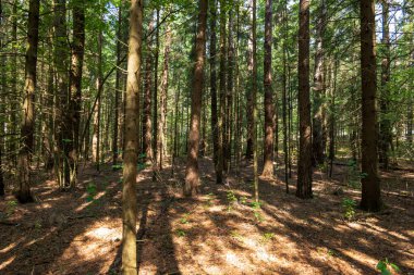 Straight pine and fir trunks form a dense vertical rhythm as sunlight filters through needles, casting lattice like shadows on brown duff with scattered saplings.