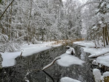 Dar bir dere karlı bir ormanda rüzgarlar esiyor, dallar ve kütükler yansıtıcı kara su, karmaşık buz kütleleri, kıvrımlı sazlıklar, yumuşak bulutlu ışık.