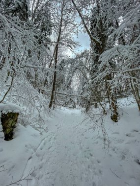 Dar bir patika karla kaplı bir ormanda rüzgarlar esiyor, başınızın üstünde dallar, buz tutmuş paltolar, taze ayak izleri yürüyüşçüler, gün ışığında serin tonlarda bulutlar.