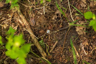 Litvanya ormanlarındaki çam iğneleri ve meşe yapraklarıyla nemli topraklarda küçük beyaz bir salyangoz kabuğu dinleniyor. Yeşil filizler yakınlarda belirdikçe yumuşak gün ışığı sıcak gölgeler oluşturur..