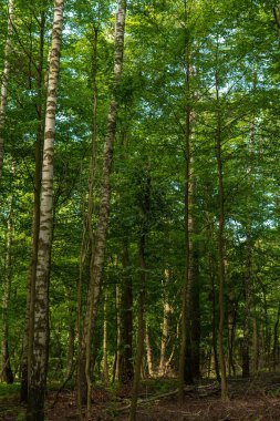 Litvanya 'da ince huş ağacı ve genç yaprak döken ağaçlar, beyaz benekli gövdeler ve noktalı ışıkta yeni bir tepe örtüsü, dikey kompozisyon, bahar sonu veya yaz sonu