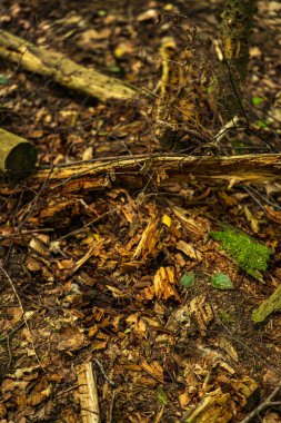 A Lithuanian forest floor shows a freshly splintered log with ochre shards, dry leaves, and twigs, plus green moss and young leaves in warm dappled late summer light.