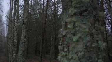 Yoğun bir ormanın atmosferik görüntüleri, uzun kozalaklı ağaçlar ve yeşil liken ve yosunlarla kaplı huş ağaçları. Çekim, bulutlu aydınlatma ve sessiz renklerle ormanlık alanda hareket ederek, ortam için mükemmel, dengesiz ve sakin bir doğa sahnesi yaratıyor....