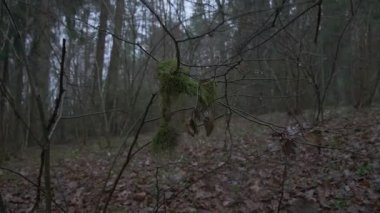 Sonbaharın sonlarında ya da kışın başında çıplak yaprak döken bir ormanda asılı duran yosun kaplı bir dalın yakın görüntüsü. Sahne, yerde kahverengi yaprak çöpü ve sisli arka planda çıplak ağaçlarla hareketsiz ormanın sessiz ve melankolik havasını yakalar....