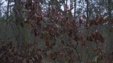 Sonbaharın sonlarında ya da kışın başında, dallardan sarkan ölü kahverengi yaprakların ürkütücü, melankolik bir atmosfer oluşturduğu yoğun bir ormanda ağır çekimde bir yürüyüş. Sahne, yaprakları dökülmüş yaprakların doğal çürümesini yakalar....