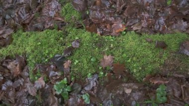 Canlı yeşil yosunlar, kurumuş kahverengi yapraklar ve küçük yeşil bitkilerle kaplı bir orman zemininin detaylı makro yakın çekim görüntüleri. Doğal doku, orman ekosisteminin zengin biyolojik çeşitliliğini ve organik maddeleri çeşitli aralıklarla sergiliyor....