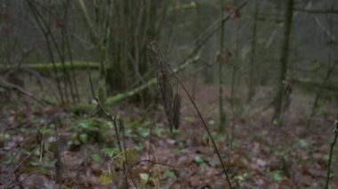 Sonbahar veya kış aylarında hareketsiz bir orman ortamında narin saplara asılmış solmuş bitki tohumu kabuklarının yakın görüntüsü. Sessiz toprak tonları ve çıplak bitki örtüsü doğa belgeselleri ve botanik Studi için mükemmel kasvetli, sessiz bir ruh hali yaratır....