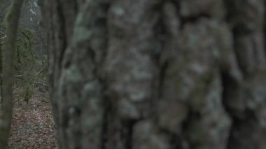 Kışın ya da sonbaharın sonlarında ılıman bir ormanlık alanda yosun kaplı ağaç gövdeleri ve çıplak dalların yer aldığı sakin bir orman sahnesi. Kamera ormanda hareket ediyor, canlı yeşil yosunları ortaya çıkarıyor, gri kabuk ve kahverengi yaprak ışıklarına zıt düşüyor....