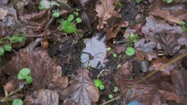 Çürüyen kahverengi yapraklar ve orman zeminindeki koyu topraktan çıkan küçük yeşil fidelerin ve yosun filizlerinin yakın çekim makrosu. Görüntü organik çürümeden doğan yeni bir yaşam yakalıyor. Sığ bir su birikintisi ile gökyüzünü yansıtıyor ve dingin bir orman yaratıyor....