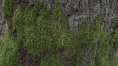 Doğal orman ortamında yıpranmış gri ağaç kabuğunu kaplayan gür, tüylü yeşil yosunların makro fotoğrafçılığı. Yumuşak odaklı arka plan, yere düşmüş çam iğneleri ve uzak ağaçlarla dolu bir orman zeminini ortaya çıkarıyor. Sakin ve huzurlu bir atmosfer yaratıyor....