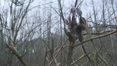 Belirgin işaretlere sahip küçük kahverengi bir kuş sisli bir kış ormanında yosun kaplı bir dala konmuş üç ardışık çerçevede yakalanır. Çıplak yaprak döken ağaçlar, yumuşak bulutlu ışıklandırmayla karamsar, doğal bir zemin oluşturur. Kuş göründü. ...