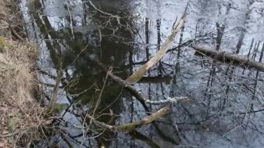 Serene ormanı baharın başlarında yaprak döken bir ormandan akıyor. Durgun su, çıplak ağaçları ve devrilmiş kütükleri yansıtır. Çevre ve doğa için mükemmel sakin bir doğal manzara yaratır., ...