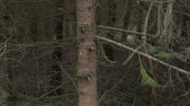 Çıplak dalları ve düşmüş kütükleri olan karanlık ve yoğun bir ormanın sinematik görüntüleri. Karamsar orman sahnesinde doğal alan derinliği ve bulutlu aydınlatma, doğa belgeselleri ve korku filmi için ideal. ...