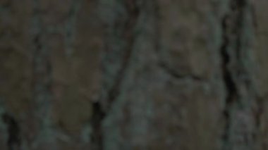 Yoğun kozalaklı ağaçların arasında yosun kaplı topraklar ve atmosferik sislerle dolu bir orman yürüyor. Doğa belgeselleri, yürüyüş içeriği ve karamsar açık hava sineması için mükemmel....