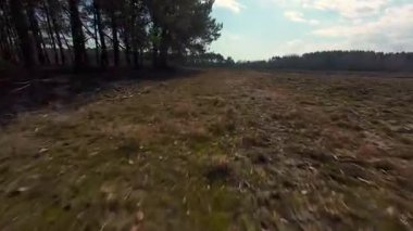 İnsansız hava aracı görüntüleri, çam ormanına yakın tarlada tarla sürdüğünü gösteriyor. Açık gökyüzü ve tarım için ideal doğal ışıklandırma olan kırsal kesimlerde bahar ekimi mevsimi...