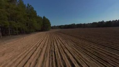 Yoğun çam ormanıyla çevrili düzgün çizgileri olan geniş tarlalı tarlaların manzaralı görüntüleri. Açık mavi gökyüzü ve doğal gün ışığı ideal tarımsal manzaralar oluşturur. ...
