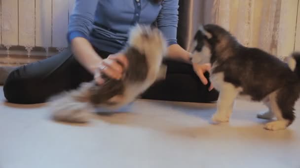 Cachorro siberiano husky y chica jugando en el suelo — Vídeo de stock