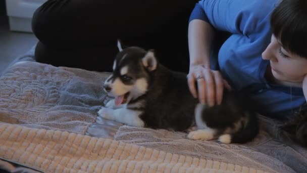 Köpek yavrusu Siberian dış yapraklar ve yatağa oynayan kız — Stok video