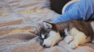 köpek yavrusu Sibirya husky yatakta yatan ve gülümseyen kız