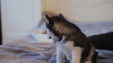 Siberian dış yapraklar, eğlenceli sevimli köpek ile oynayan kız