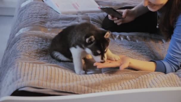 Mujer fotografiando un cachorro Siberian Husky — Vídeo de stock