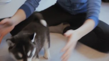 yaramaz köpek yavrusu Siberian dış yapraklar ve kız