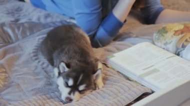 Köpek yavrusu Sibirya Husky kızla yatakta uyuyor