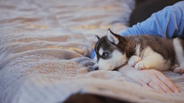 Vacker flicka ligger hos en valp Siberian husky på sängen — Stockvideo