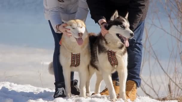 Σκύλος hasky Σιβηρίας στο χειμώνα, ποτάμι, ήλιος — Αρχείο Βίντεο