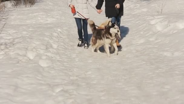 Hombre y mujer caminando con un perro siberiano Husky — Vídeos de Stock