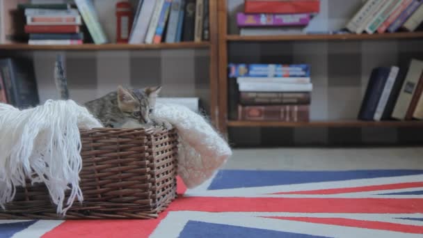 Kitten springen uit een houten mand — Stockvideo