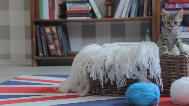 Chaton surgit d'un panier en bois — Video