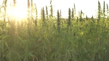 Büyük güneşli kenevir tarlası güneşli bir gün