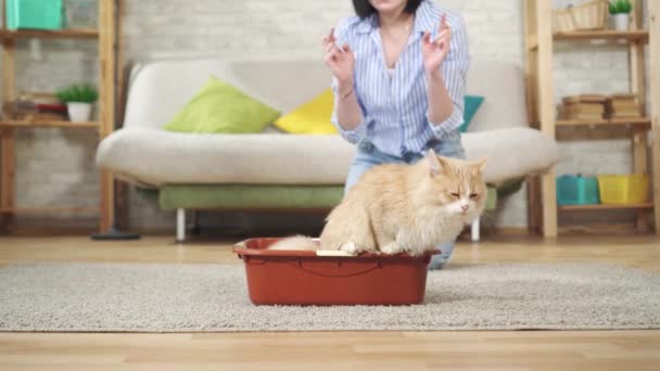 젊은 여자는 붉은 고양이가 쟁반에서 소변을 본 것을 기뻐 한다 — 비디오