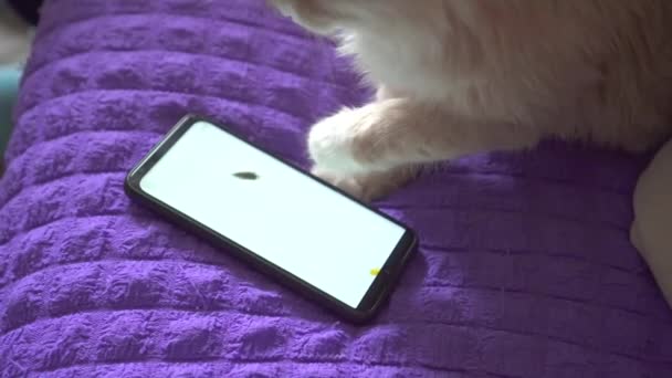 Η γάτα παίζει ένα παιχνίδι σε ένα smartphone — Αρχείο Βίντεο