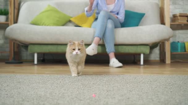 Giovane donna seduta su un divano che gioca con un gatto usando un puntatore laser — Video Stock