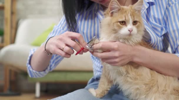 Закрыть молодую женщину отрезает когти кошки — стоковое видео