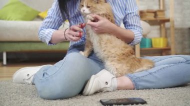 Genç bir kadın makasla kedinin pençelerini kesiyor.