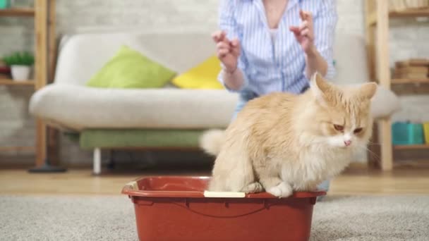 Eine junge Frau bringt einer Katze das Tablett bei und freut sich, dass die Katze zum Tablett geht — Stockvideo