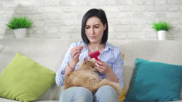 年轻女人梳理猫的长毛，打喷嚏时对羊毛过敏 — 图库视频影像