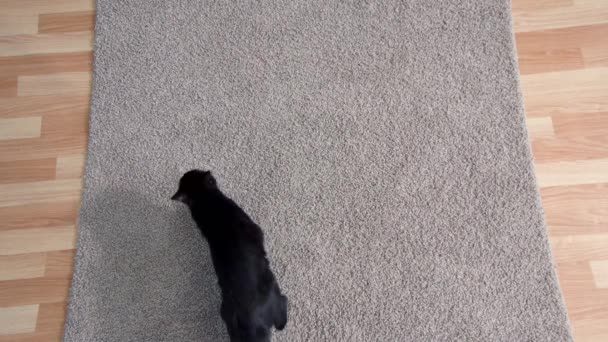 Gato negro deja huellas fangosas en la alfombra limpia en la sala de estar — Vídeo de stock