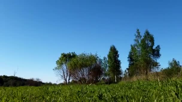 Campo Verde Árboles Balanceándose Timelapse Viento Cielo Azul Sobre Fondo — Vídeos de Stock