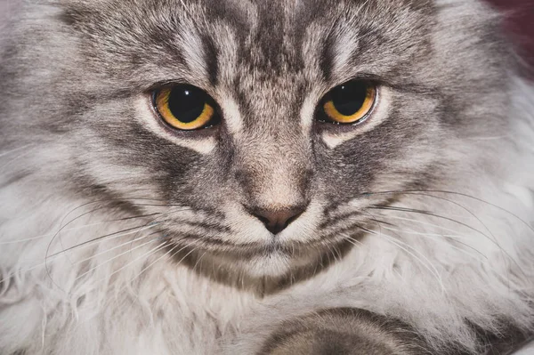 Grey Cat Portrait Close Domestic Pet Resting — Stock Photo, Image