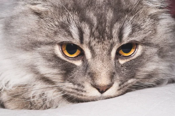 Zblízka Portrét Šedé Kočky Domácí Mazlíček Odpočinku — Stock fotografie