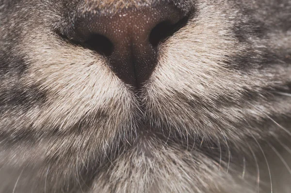 Šedý Kočičí Nos Zblízka Domácí Mazlíček Tvář — Stock fotografie